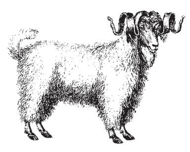 Art Goat