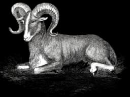 Art Goat