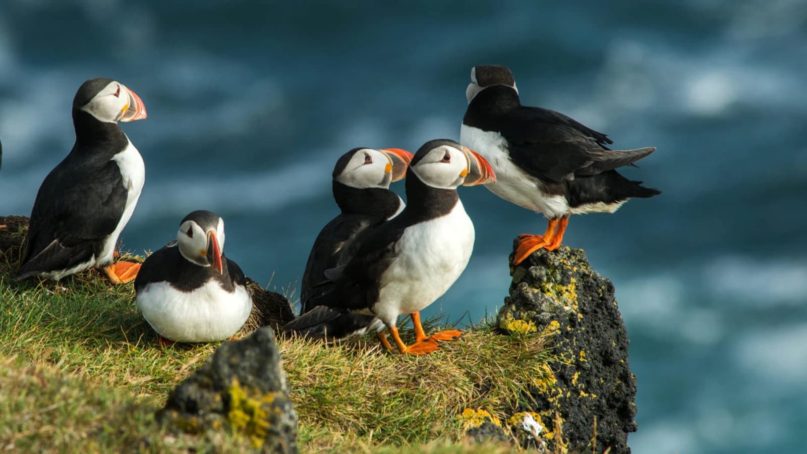 Puffin Foundation Annual Artist Grant: Film/Video and Theater by The Puffin Foundation